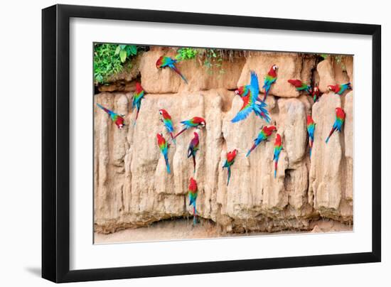 Red-And-Green Macaws at Clay-Lick-Howard Ruby-Framed Photographic Print