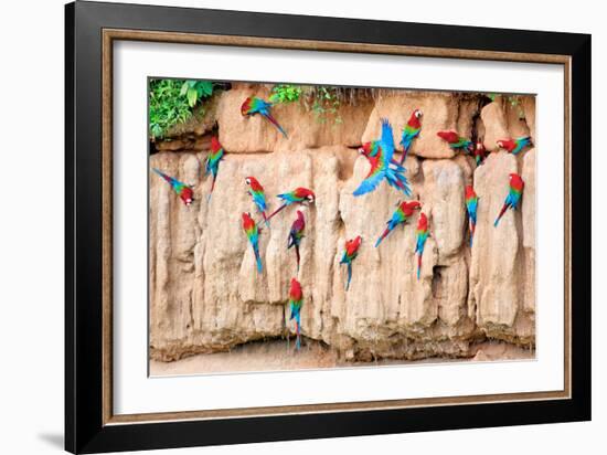 Red-And-Green Macaws at Clay-Lick-Howard Ruby-Framed Photographic Print