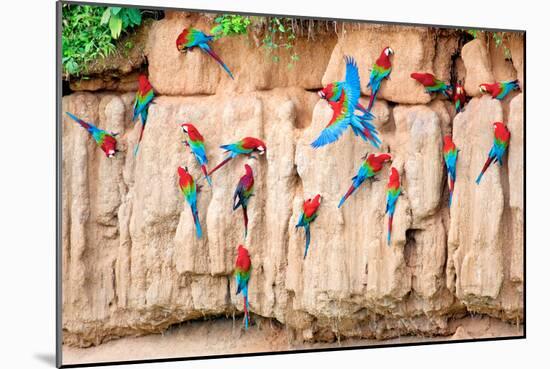 Red-And-Green Macaws at Clay-Lick-Howard Ruby-Mounted Photographic Print