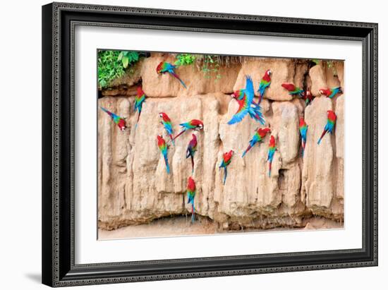 Red-And-Green Macaws at Clay-Lick-Howard Ruby-Framed Photographic Print