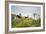 Red-And-Green-Macaws Fly Past the Buraco Das Araras-Alex Saberi-Framed Photographic Print