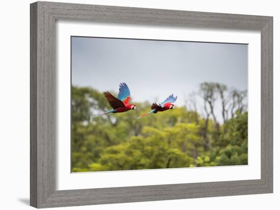 Red-And-Green-Macaws Fly Past the Buraco Das Araras-Alex Saberi-Framed Photographic Print