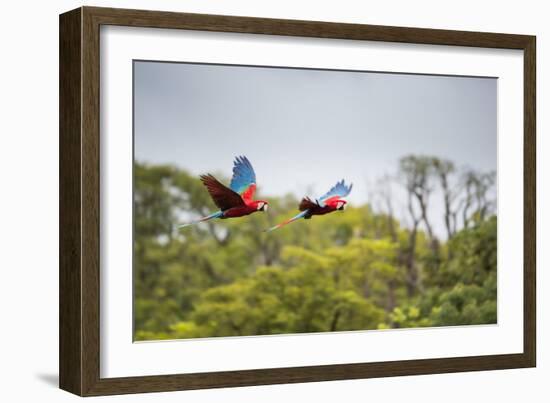 Red-And-Green-Macaws Fly Past the Buraco Das Araras-Alex Saberi-Framed Photographic Print