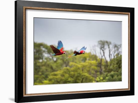 Red-And-Green-Macaws Fly Past the Buraco Das Araras-Alex Saberi-Framed Photographic Print