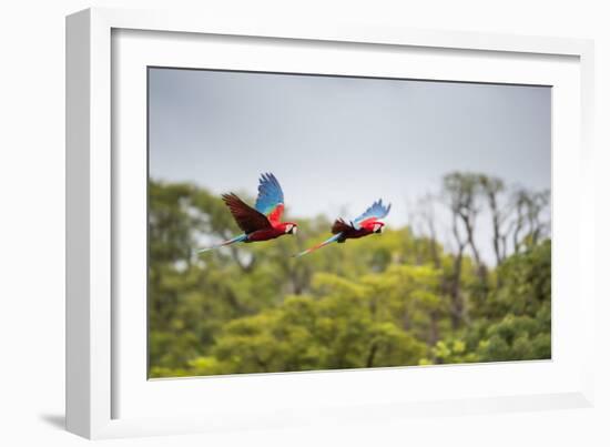 Red-And-Green-Macaws Fly Past the Buraco Das Araras-Alex Saberi-Framed Photographic Print