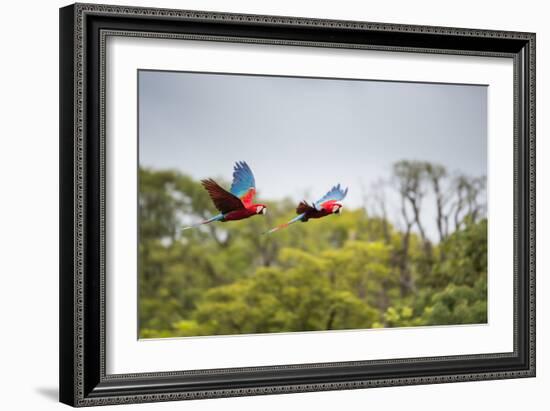 Red-And-Green-Macaws Fly Past the Buraco Das Araras-Alex Saberi-Framed Photographic Print