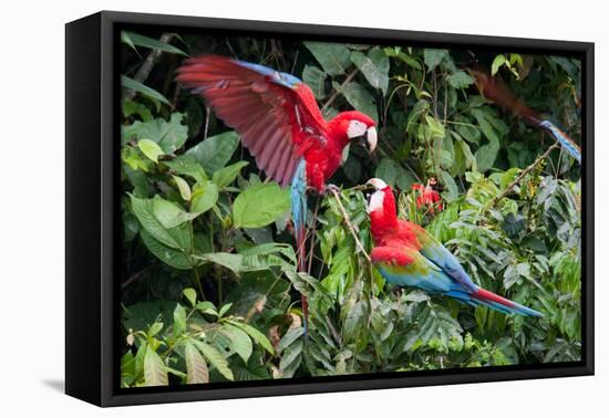 Red-And-Green Macaws in a Tree-Howard Ruby-Framed Premier Image Canvas