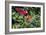 Red-And-Green Macaws in a Tree-Howard Ruby-Framed Photographic Print