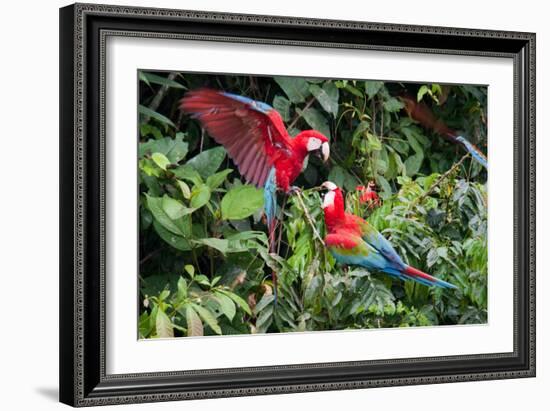 Red-And-Green Macaws in a Tree-Howard Ruby-Framed Photographic Print