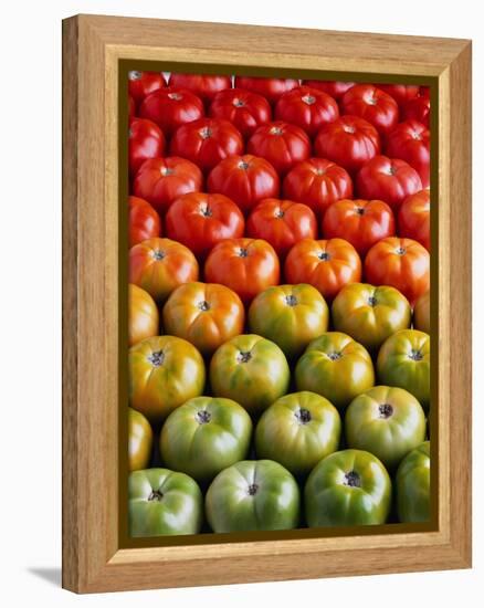 Red and Green Tomatoes-Tracey Thompson-Framed Premier Image Canvas