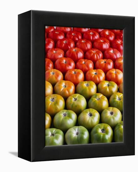 Red and Green Tomatoes-Tracey Thompson-Framed Premier Image Canvas