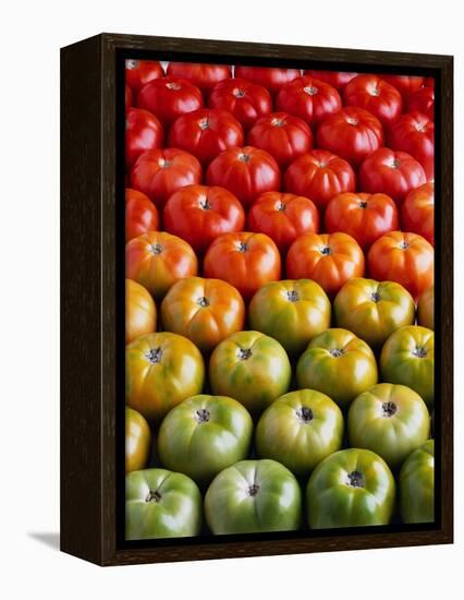 Red and Green Tomatoes-Tracey Thompson-Framed Premier Image Canvas