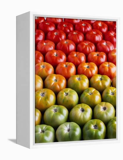 Red and Green Tomatoes-Tracey Thompson-Framed Premier Image Canvas