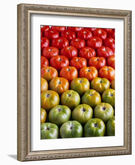 Red and Green Tomatoes-Tracey Thompson-Framed Photographic Print