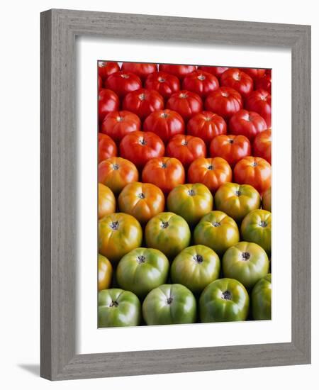 Red and Green Tomatoes-Tracey Thompson-Framed Photographic Print