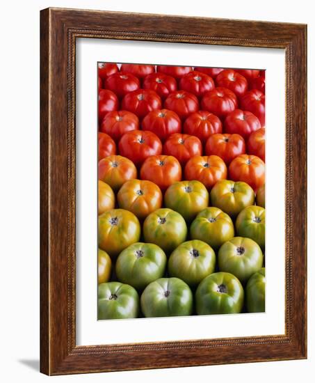 Red and Green Tomatoes-Tracey Thompson-Framed Photographic Print