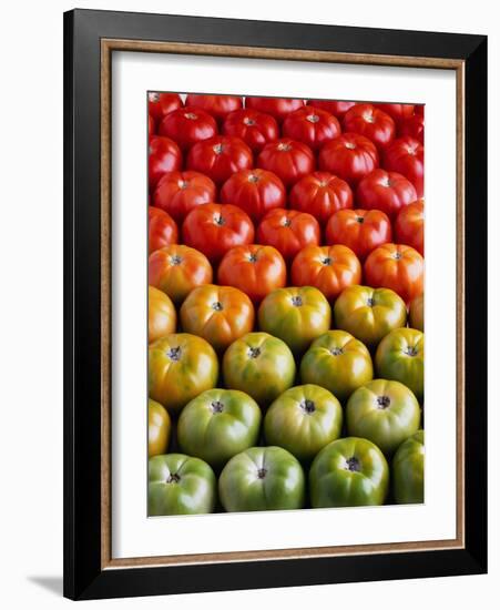 Red and Green Tomatoes-Tracey Thompson-Framed Photographic Print