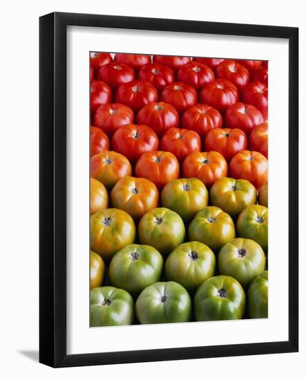 Red and Green Tomatoes-Tracey Thompson-Framed Photographic Print