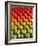 Red and Green Tomatoes-Tracey Thompson-Framed Photographic Print