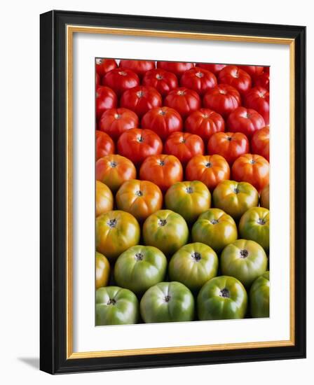 Red and Green Tomatoes-Tracey Thompson-Framed Photographic Print