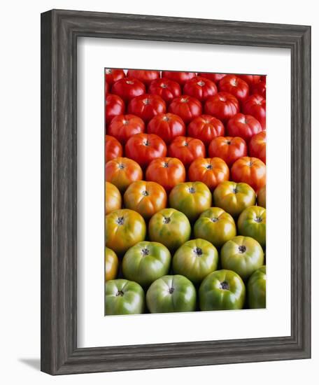 Red and Green Tomatoes-Tracey Thompson-Framed Photographic Print
