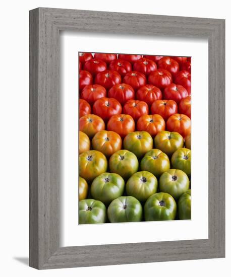 Red and Green Tomatoes-Tracey Thompson-Framed Photographic Print