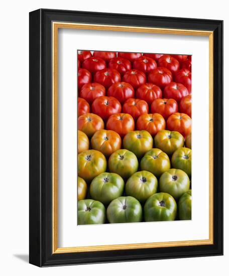 Red and Green Tomatoes-Tracey Thompson-Framed Photographic Print