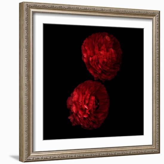 Red And More Red - Ranunculus-Magda Indigo-Framed Photographic Print