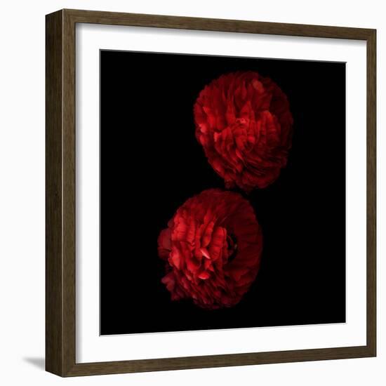 Red And More Red - Ranunculus-Magda Indigo-Framed Photographic Print