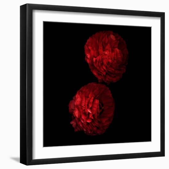 Red And More Red - Ranunculus-Magda Indigo-Framed Photographic Print