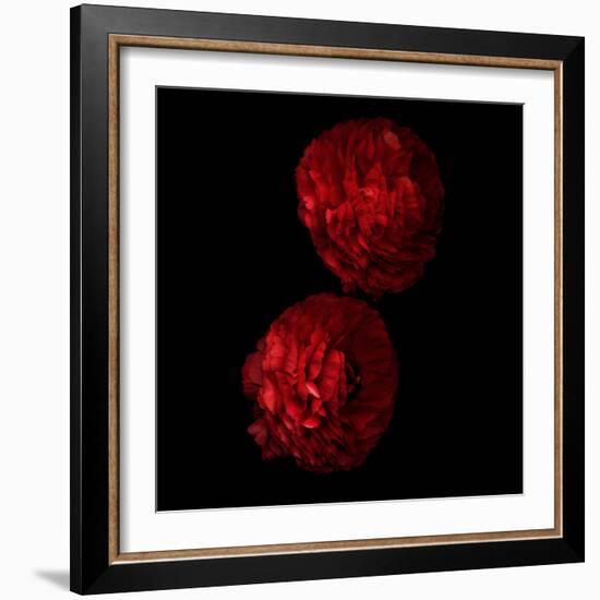 Red And More Red - Ranunculus-Magda Indigo-Framed Photographic Print