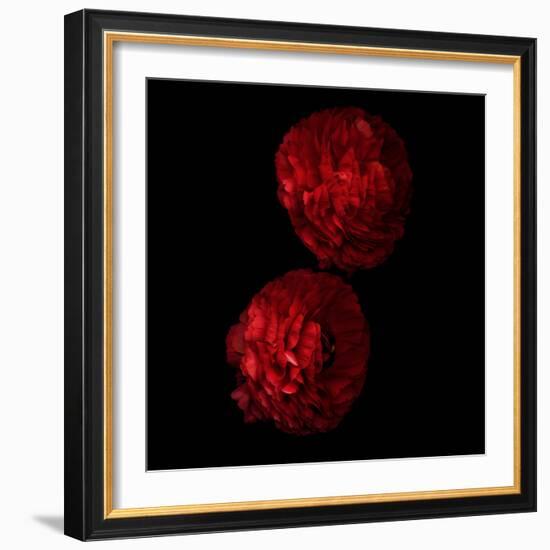 Red And More Red - Ranunculus-Magda Indigo-Framed Photographic Print