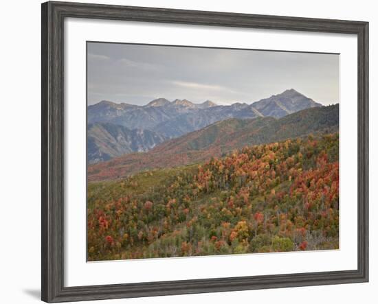 Red and Orange Fall Colors in the Wasatch Mountains, Uinta National Forest, Utah, USA-James Hager-Framed Photographic Print