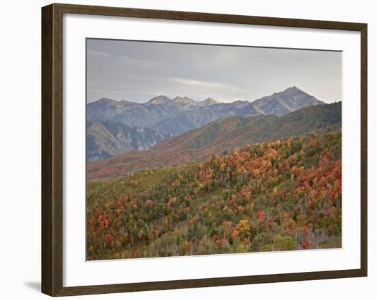 Red and Orange Fall Colors in the Wasatch Mountains, Uinta National Forest, Utah, USA-James Hager-Framed Photographic Print