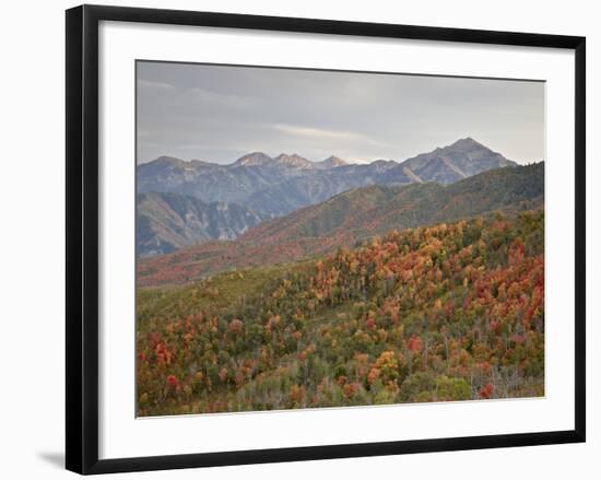 Red and Orange Fall Colors in the Wasatch Mountains, Uinta National Forest, Utah, USA-James Hager-Framed Photographic Print