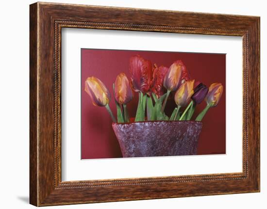 Red and Orange Parrot Tulips-Anna Miller-Framed Photographic Print