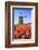 Red and Orange Tulip Fields and the Blue Sky Frame the Windmill in Spring, Netherlands-Roberto Moiola-Framed Photographic Print