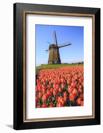 Red and Orange Tulip Fields and the Blue Sky Frame the Windmill in Spring, Netherlands-Roberto Moiola-Framed Photographic Print