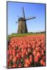 Red and Orange Tulip Fields and the Blue Sky Frame the Windmill in Spring, Netherlands-Roberto Moiola-Mounted Photographic Print