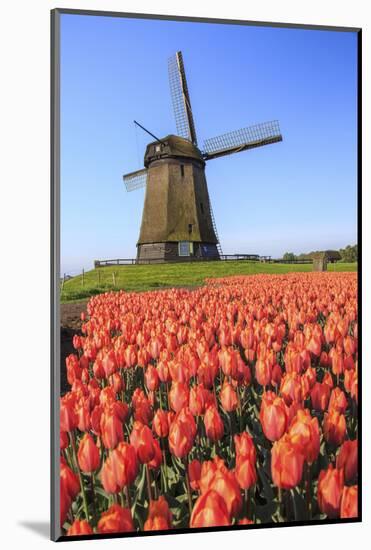 Red and Orange Tulip Fields and the Blue Sky Frame the Windmill in Spring, Netherlands-Roberto Moiola-Mounted Photographic Print
