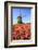 Red and Orange Tulip Fields and the Blue Sky Frame the Windmill in Spring, Netherlands-Roberto Moiola-Framed Photographic Print