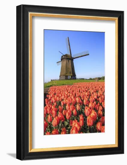 Red and Orange Tulip Fields and the Blue Sky Frame the Windmill in Spring, Netherlands-Roberto Moiola-Framed Photographic Print