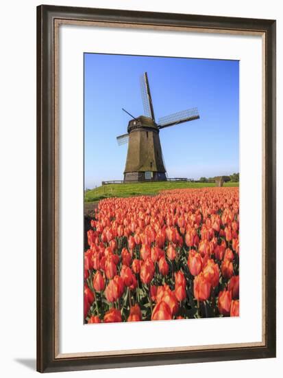 Red and Orange Tulip Fields and the Blue Sky Frame the Windmill in Spring, Netherlands-Roberto Moiola-Framed Photographic Print