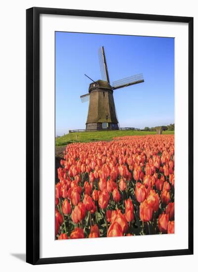 Red and Orange Tulip Fields and the Blue Sky Frame the Windmill in Spring, Netherlands-Roberto Moiola-Framed Photographic Print