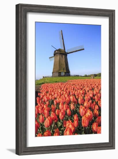 Red and Orange Tulip Fields and the Blue Sky Frame the Windmill in Spring, Netherlands-Roberto Moiola-Framed Photographic Print