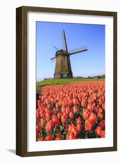 Red and Orange Tulip Fields and the Blue Sky Frame the Windmill in Spring, Netherlands-Roberto Moiola-Framed Photographic Print