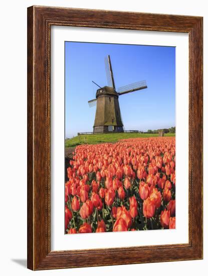 Red and Orange Tulip Fields and the Blue Sky Frame the Windmill in Spring, Netherlands-Roberto Moiola-Framed Photographic Print