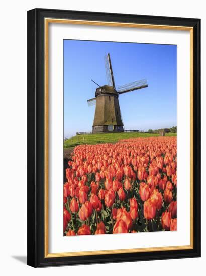 Red and Orange Tulip Fields and the Blue Sky Frame the Windmill in Spring, Netherlands-Roberto Moiola-Framed Photographic Print