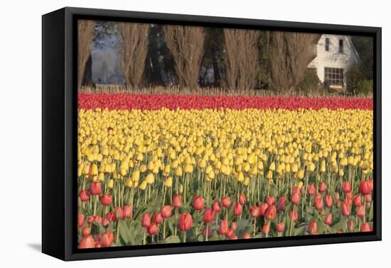 Red and Orange Tulips-Dana Styber-Framed Premier Image Canvas