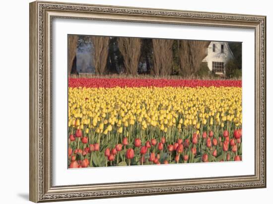 Red and Orange Tulips-Dana Styber-Framed Photographic Print